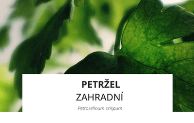 ingredience-petrzel-(1).png