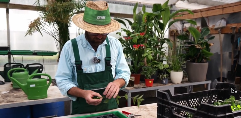 Více než 100 let péče o zdraví: příběh rodinné firmy Salus