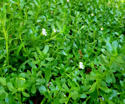 Brahmi Rostlina () Brahmi Rostlina