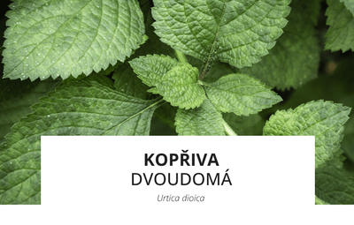 ingredience-kopriva-(1).png