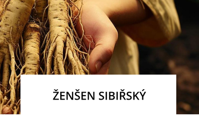 liftea-zensen-sibirsky.png