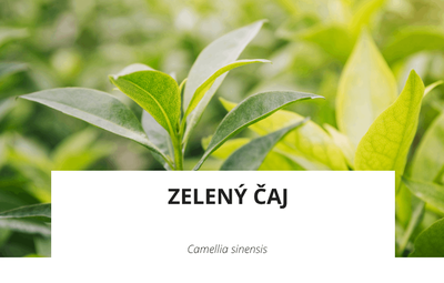 ingredience-zeleny-caj.png