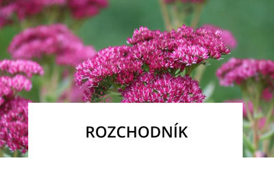 liftea-rozchodnik.png