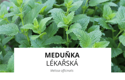 ingredience-medunka-(1).png