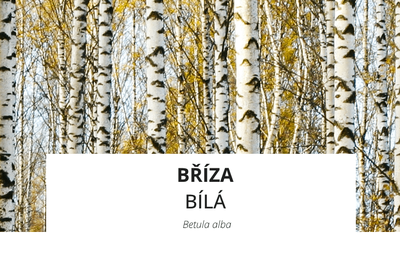 ingredience-briza.png