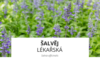 ingredience-salvej-lekarska.png