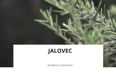 ingredience-jalovec.png