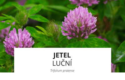 ingredience-jetel.png