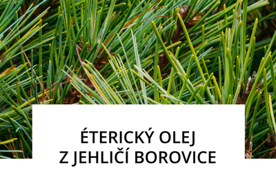 sunlife-jehlici-borovice.png