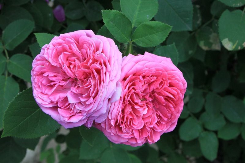Růže damascénská - královná růží a elixír vaší krásy