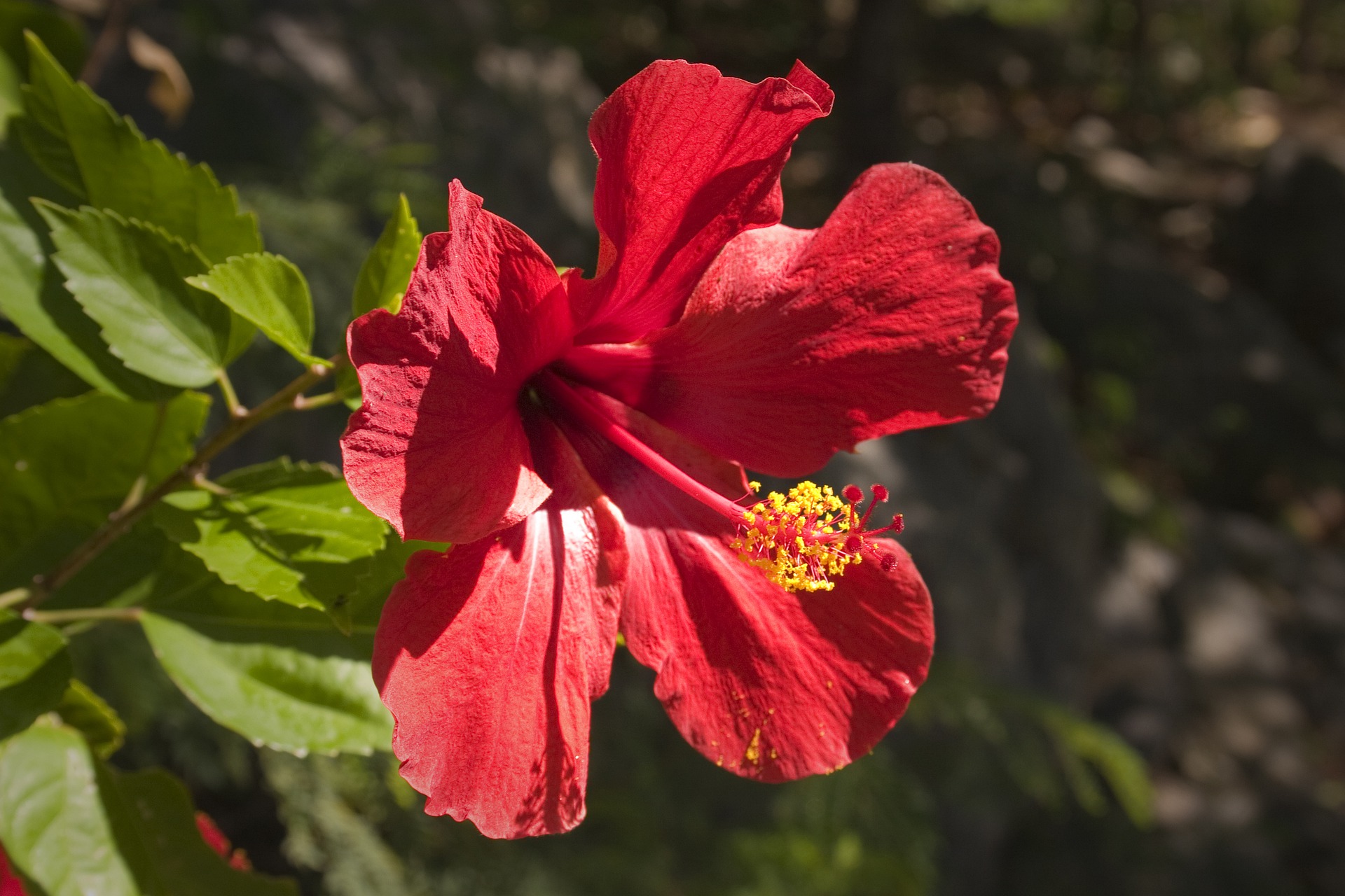 chinese-hibiscus-4978243_1920.jpg