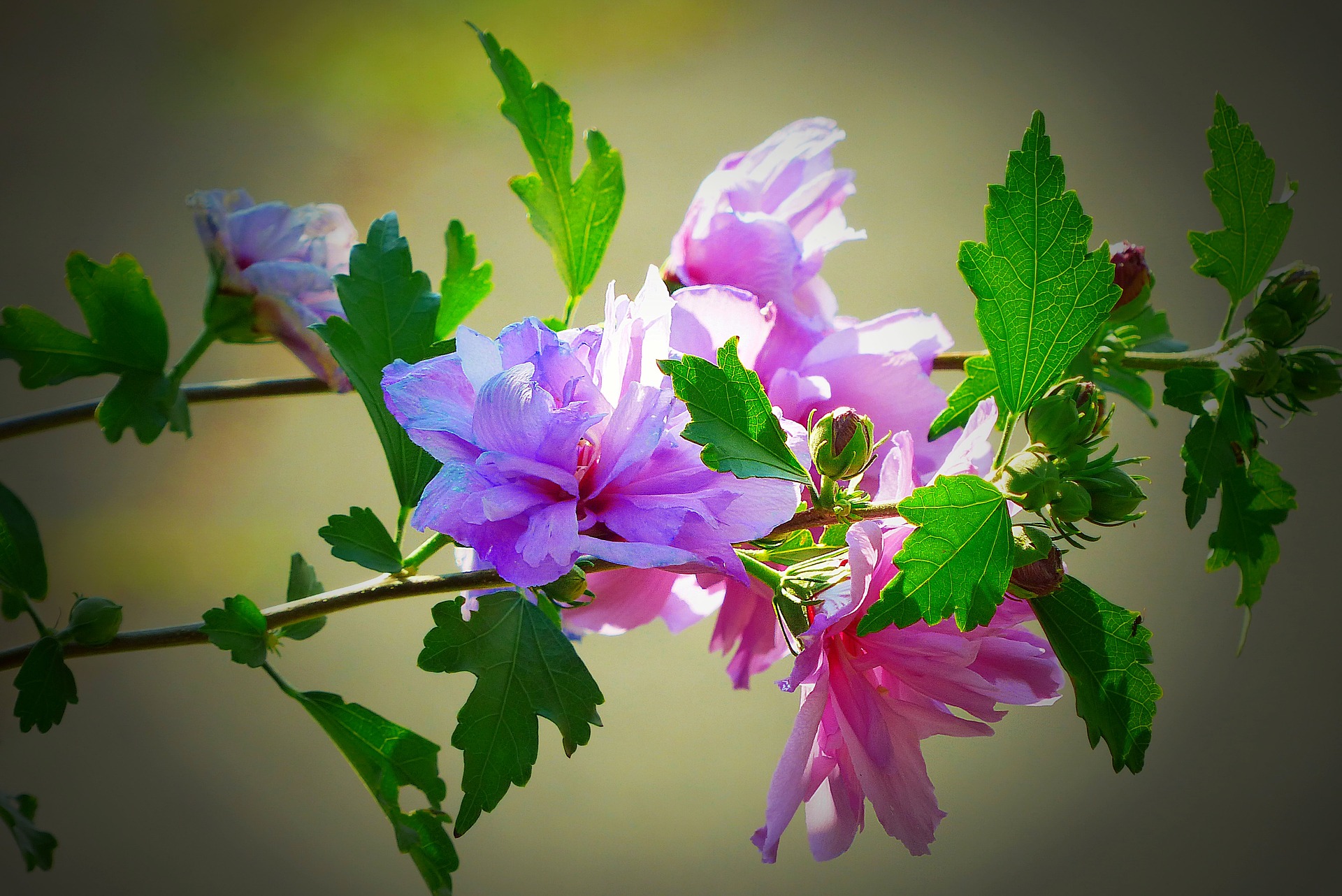 hibiscus-1619426_1920.jpg