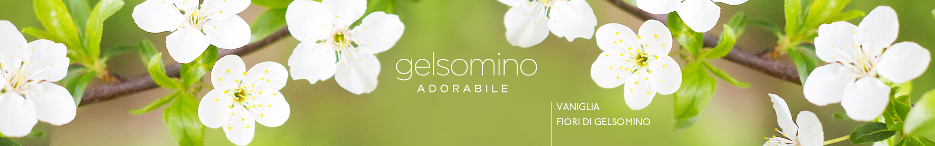 Gelsomino-Adorabile-1920x300-021018-1.jpg