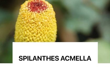 Splikanthes-Acmella.jpeg Splikanthes-Acmella.jpeg